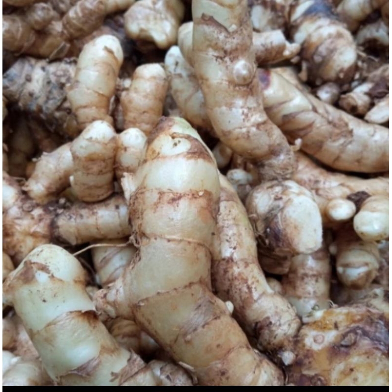 

TEMU PUTIH CURCUMA ZEDOARIA HERBAL KANKER 1 KG TERLARIS