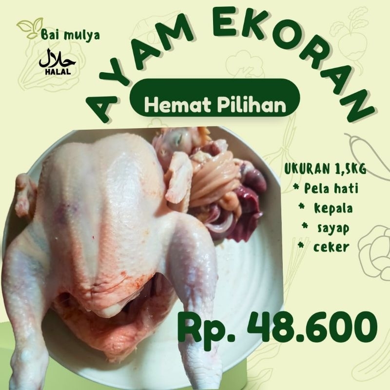 

AYAM BOILER EKORAN