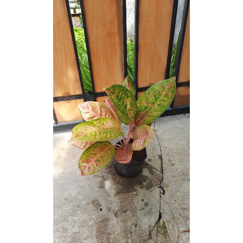 Aglonema Big Roy Rimbun