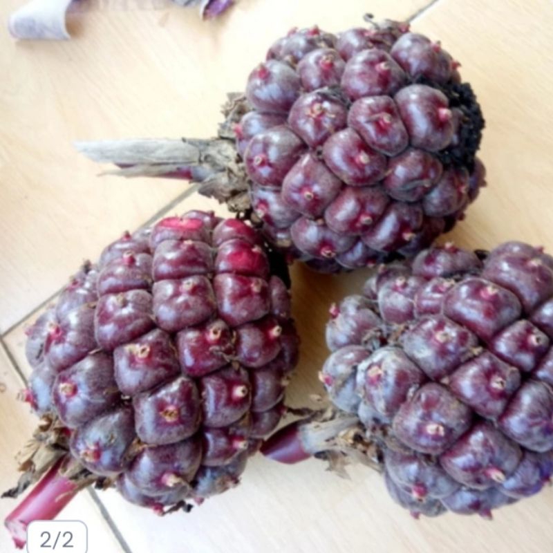 

Buah honje merah kecombrang merah asli langsung petik