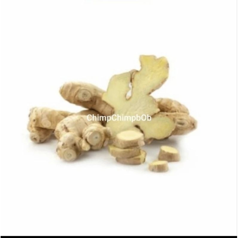 

REMPAH JAHE SEGAR 250 GRAM / FRESH GINGER