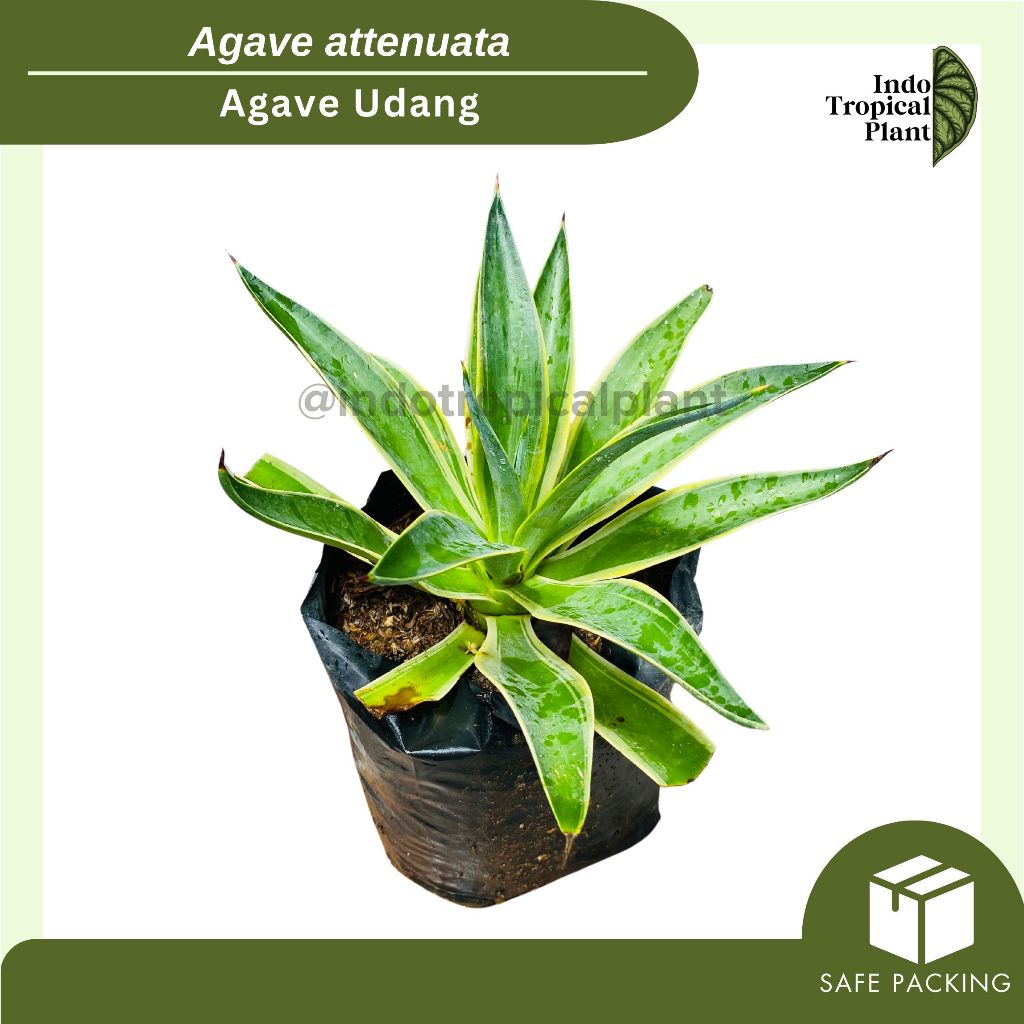 Tanaman Hias Agave udang / Agave attenuata / Hiasan Taman