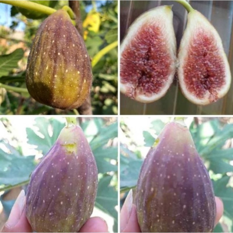 Bibit buah tin LDA (lungo de aunt)