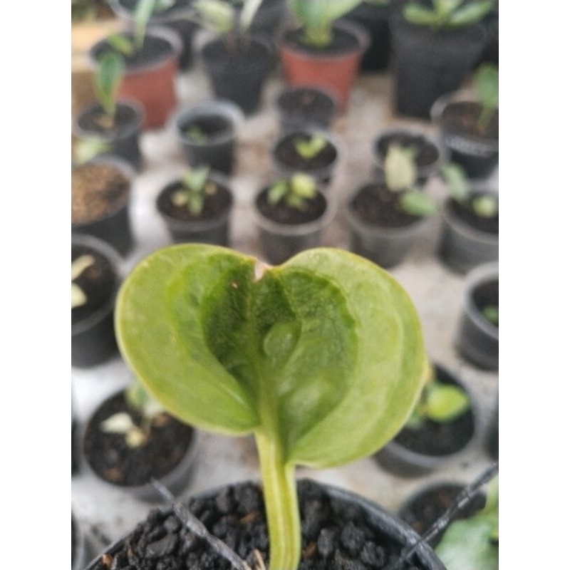 anthurium mangkok rasputin original bonggol sudah tunas