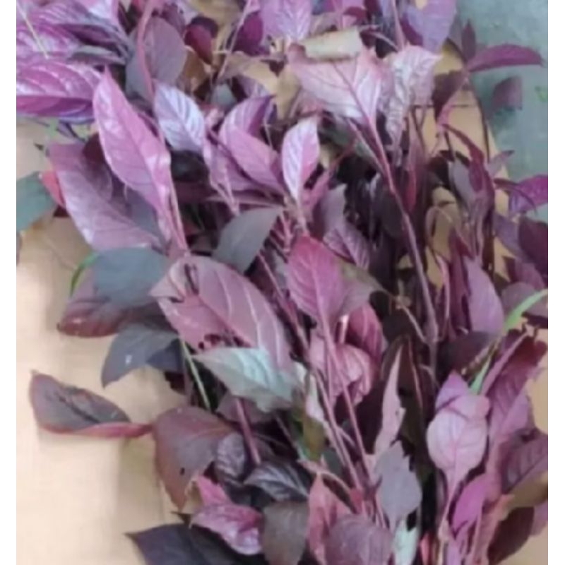 

daun handeleum ungu segar dadakan 100 grm