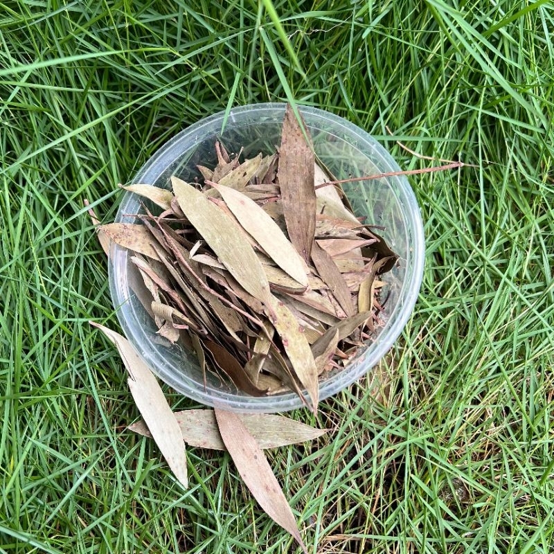 

50gr Daun Kayu Putih Kering Eucalyptus Ekaliptus