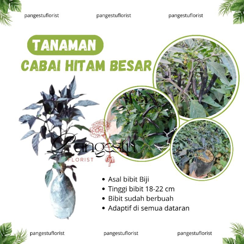 

Bibit Tanaman Cabai Hitam Besar