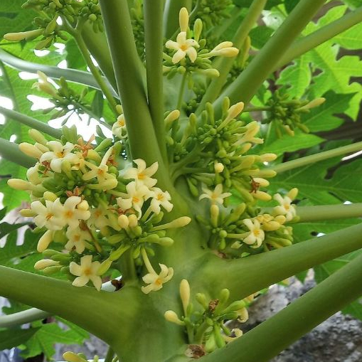 

Bunga pepaya banyak khasiat