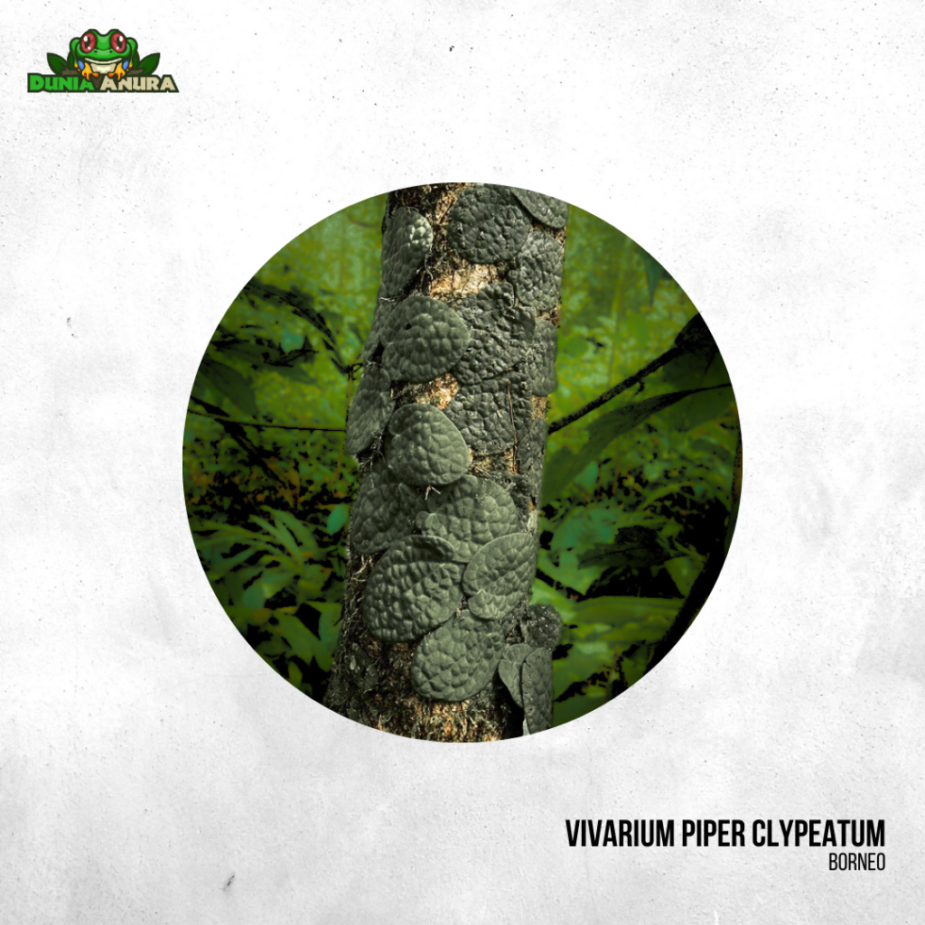 Jungle Plant Piper Clypeatum