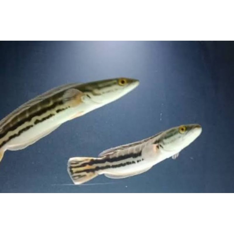 BIBIT TOMAN ASLI HIJAU SIZE 7/10 CM