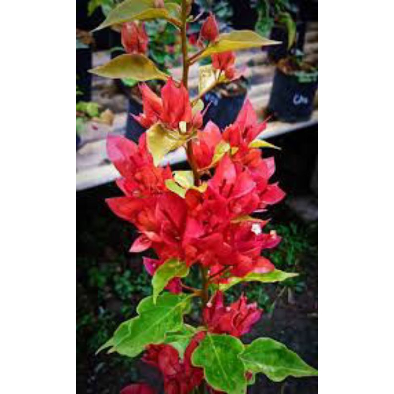 bougenville ekor musang merah