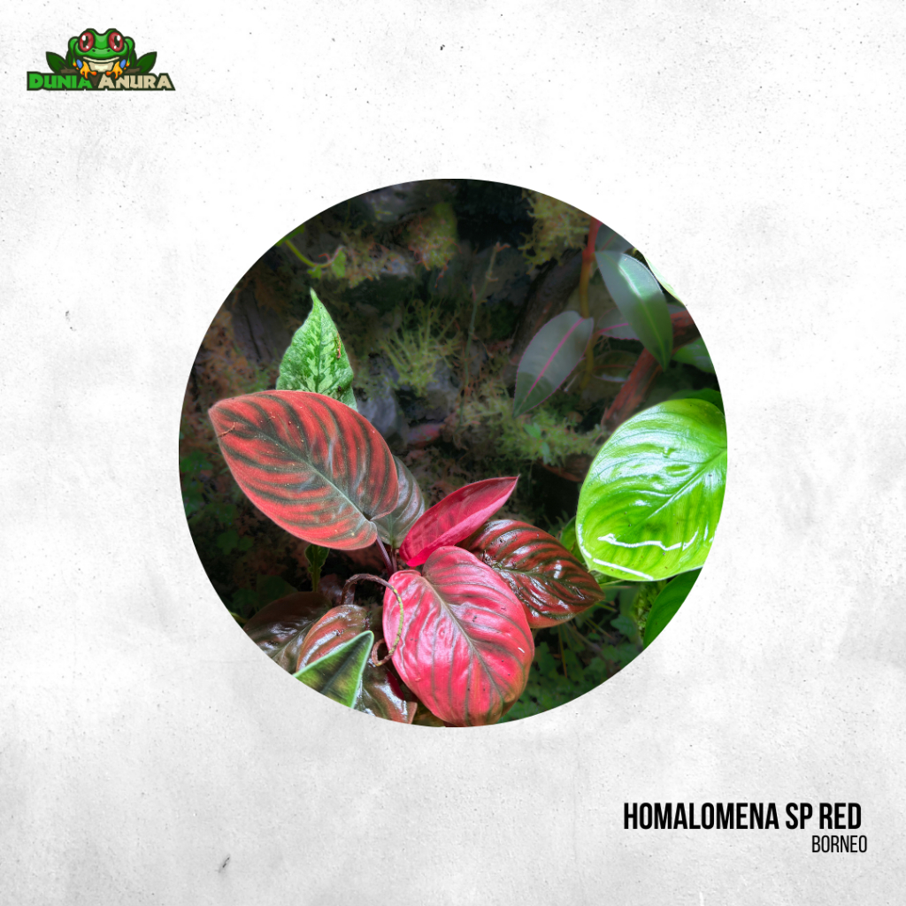 Jungle plant Homalomena Red sp Borneo