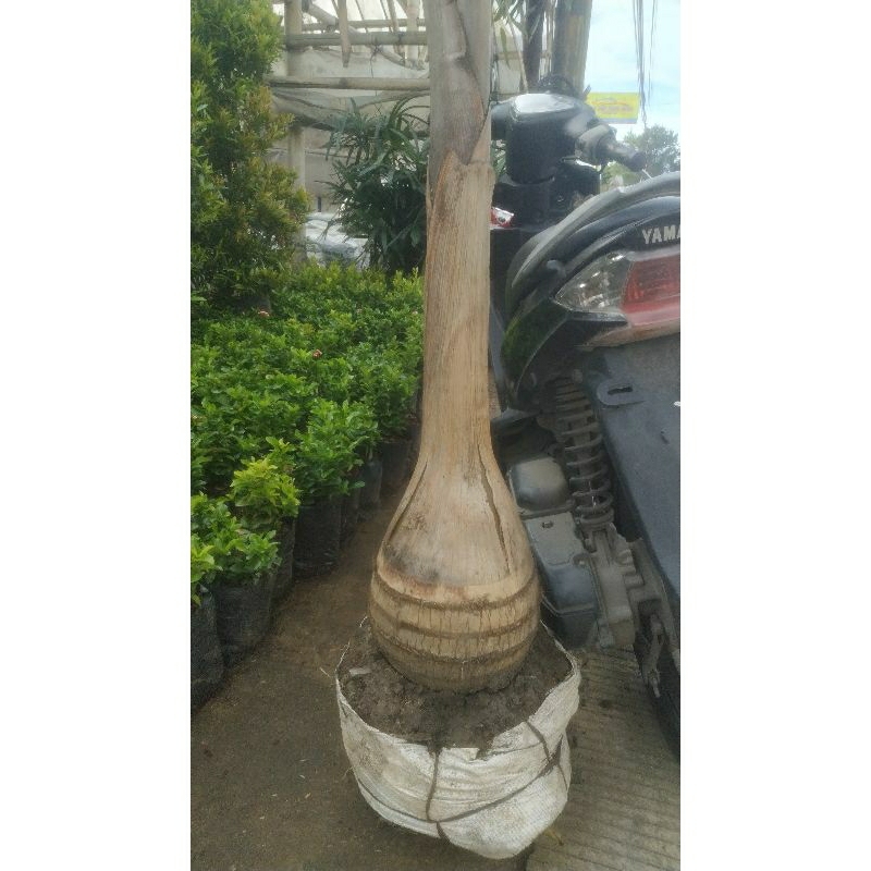 Palem Botol 1,5 meter