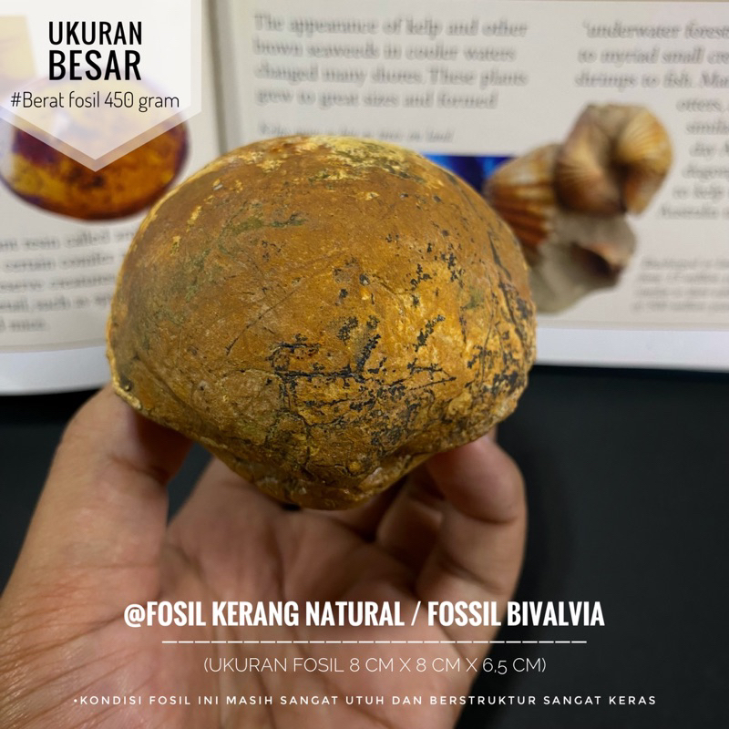 Fosil Kerang Purba Natural B1 atau Fossil Bivalvia atau Fosil Keong atau Fosil Kijing atau Fossil Te