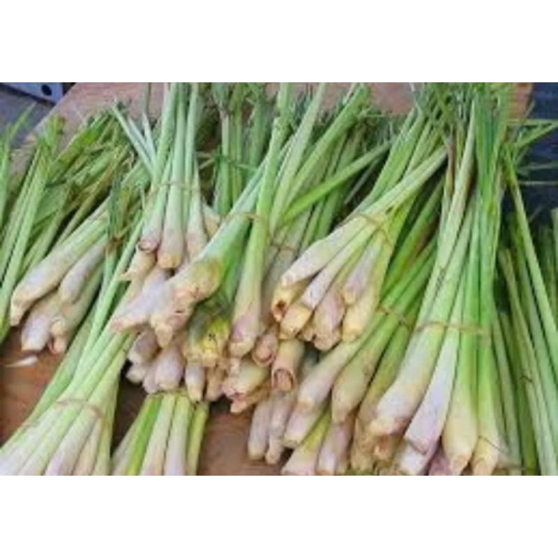 

sirih pres sirih /bumbu dapur pewangi masakn