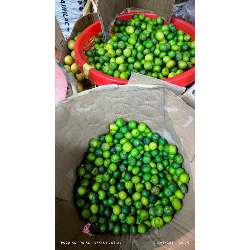 

Jeruk Limau Fresh 1KG