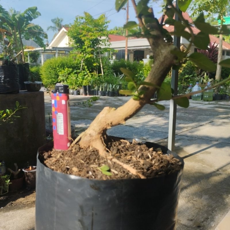 Bahan Bonsai Sancang Mame Bertunas dan Berakar Besar Lebat