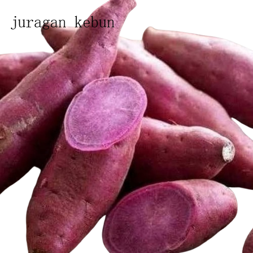 

Ubi Jalar Segar - Ubi Pulen 1 kg Fresh - Ubi Ungu - Ubi Mentah kwalitas premium