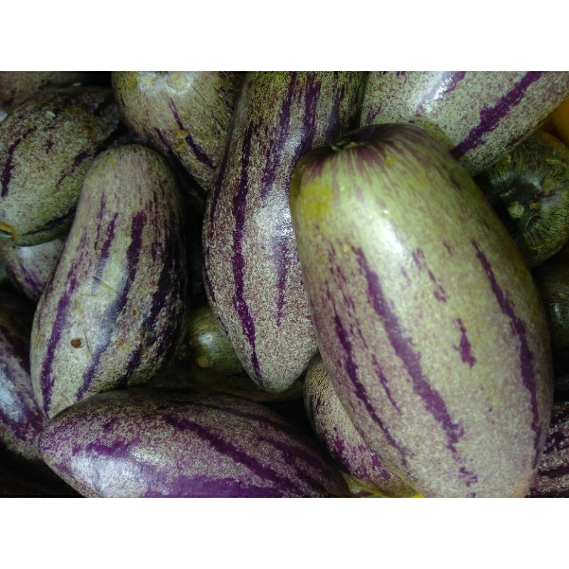 

Buah Papino Pepino segar kilogram