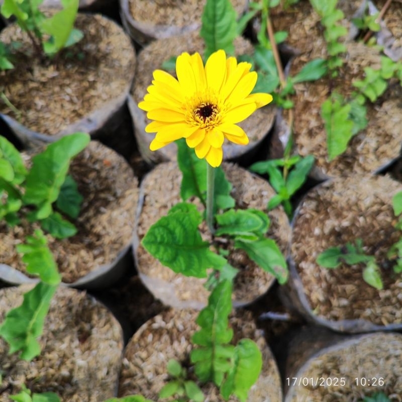 bunga gerbera herbras kuning tanaman hias