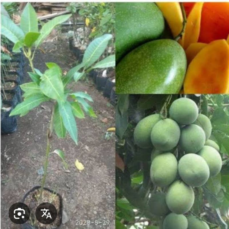 BIBIT MANGGA MADU OKULASI SUPER GENJAH BISA TABULAMPOT