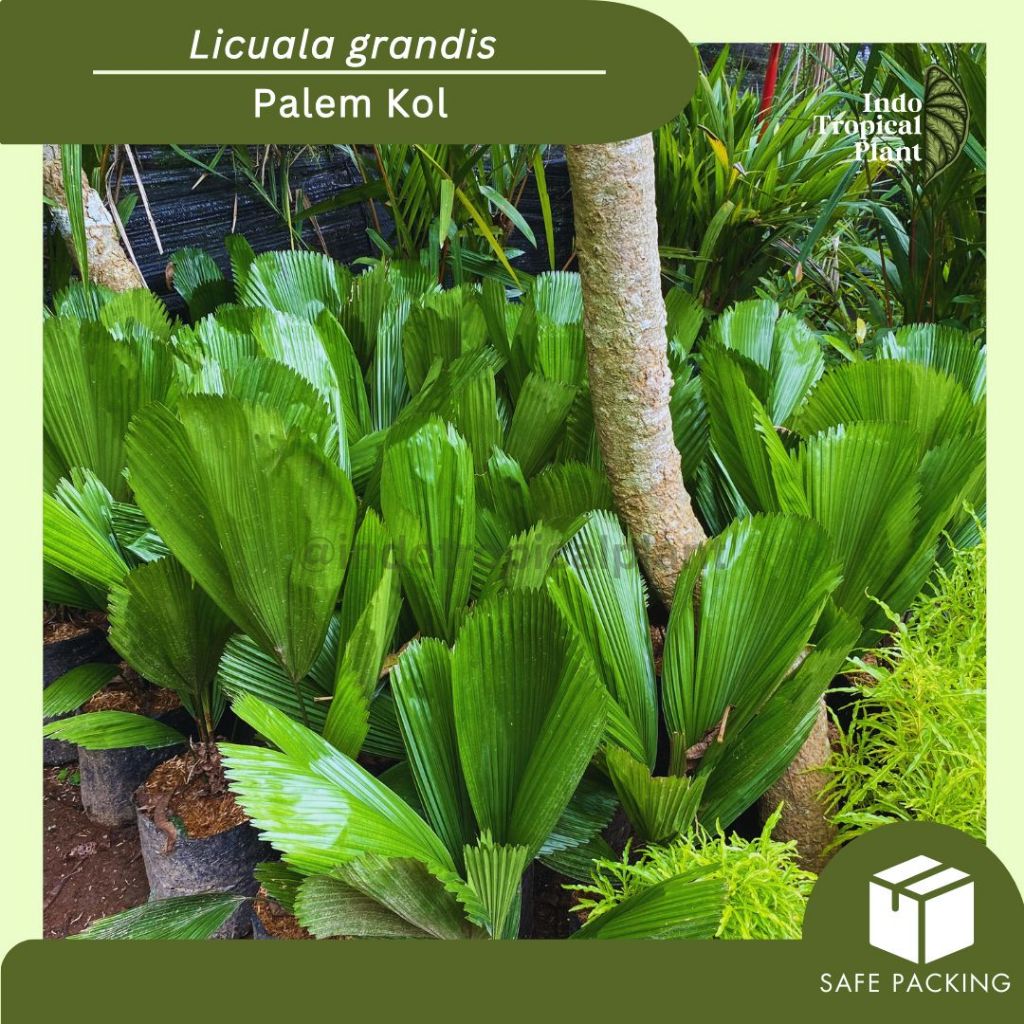Tanaman Hias  Palem Kol / Licuala grandis / Hiasan Taman