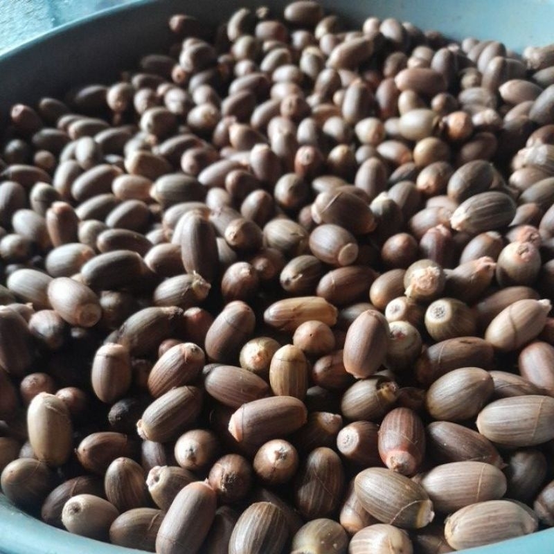 

Melinjo Kualitas Sedang