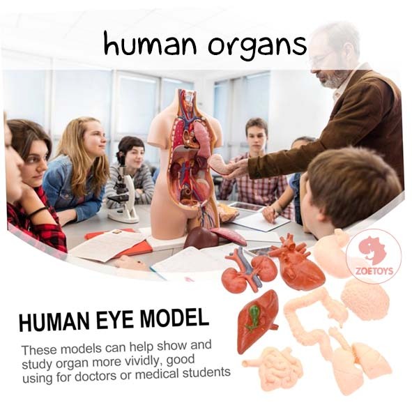 Zuccaqu Human Organs Figurine Card Montessori Alat Peraga Organ Tubuh Manusia Body Anatomy Miniature