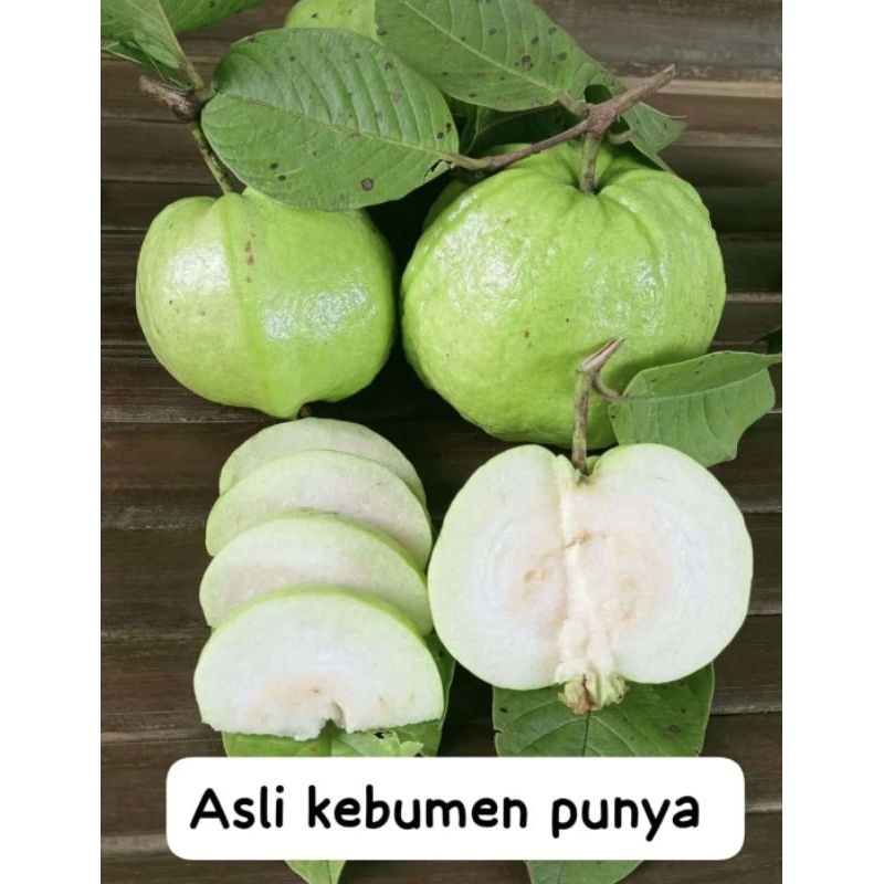 

Promo Jambu Kristal Asli kebumen 1kg kriuk manis segar