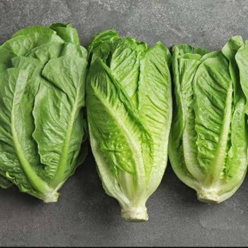 

lettuce romain baru segar