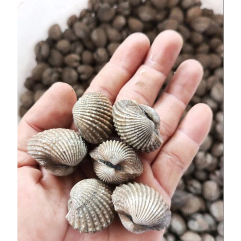 

Kerang Dara mentah 1kilogram