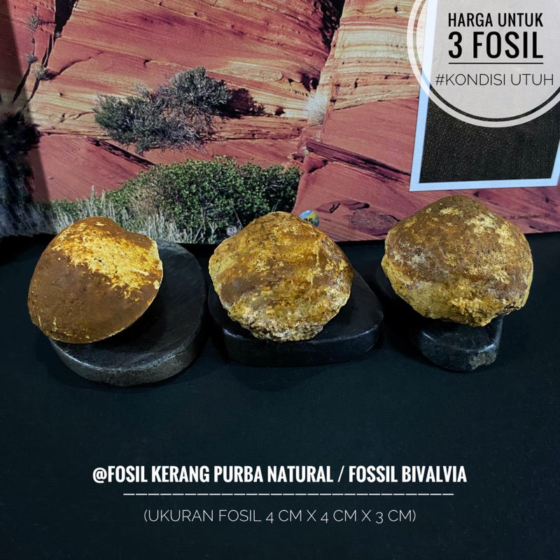 Fosil Kerang Natural B28 atau Fossil Bivalvia atau Fosil Keong Temuan atau Fosil Kijing atau Fosil K