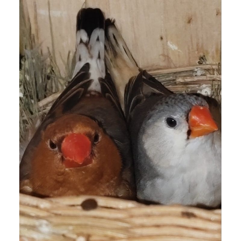 Zebra Finch Full Oren (FO) Medium  Sepasang Body Mantap