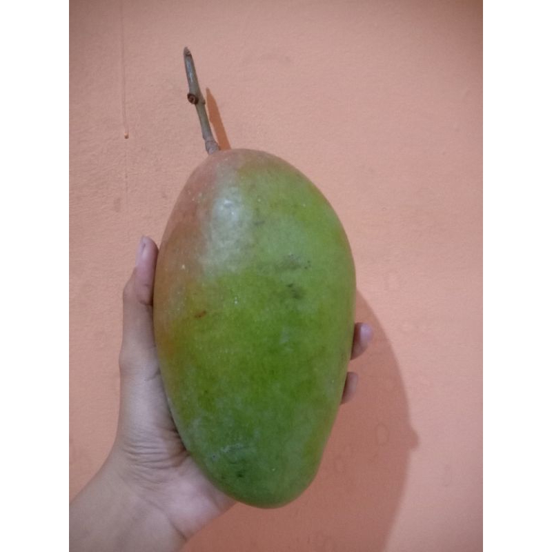 

mangga kiojay 600 gram