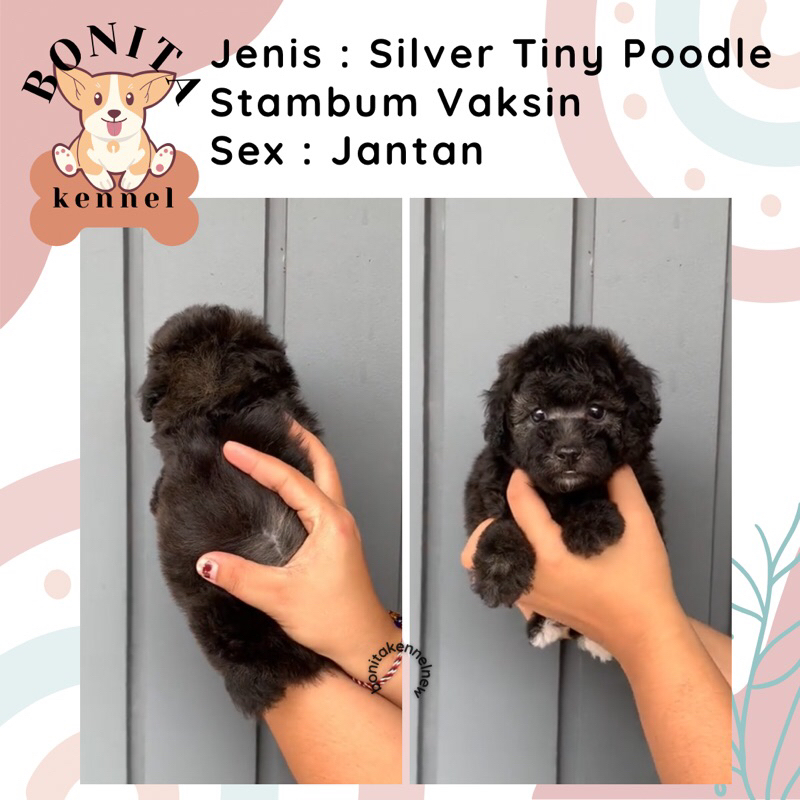 Fawn Apricot Silver Tiny Toy Poodle Stambum Anakan Anjing Poodle Putih