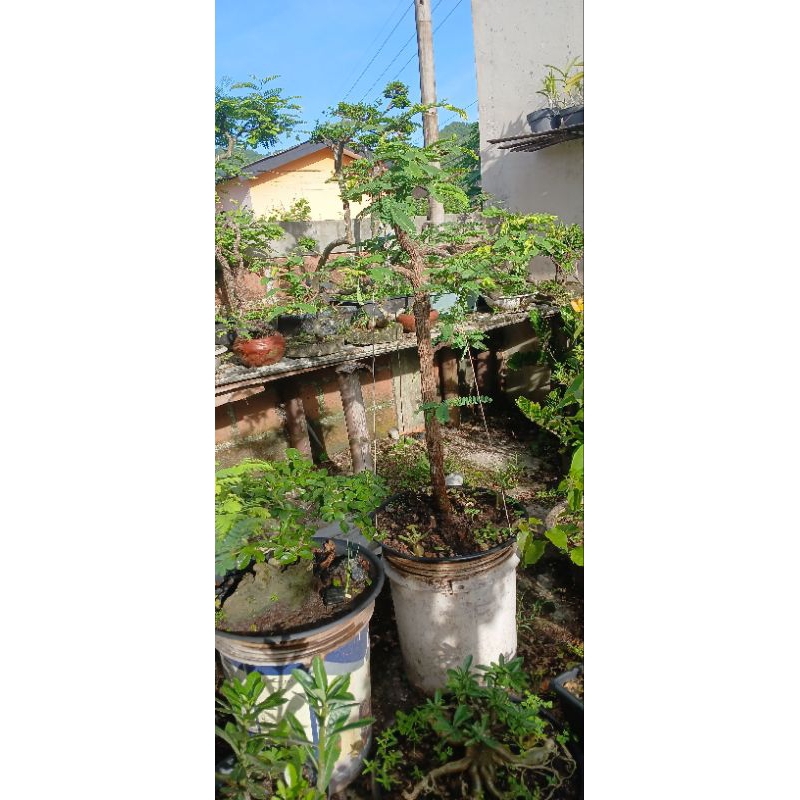 Bonsai asem jawa