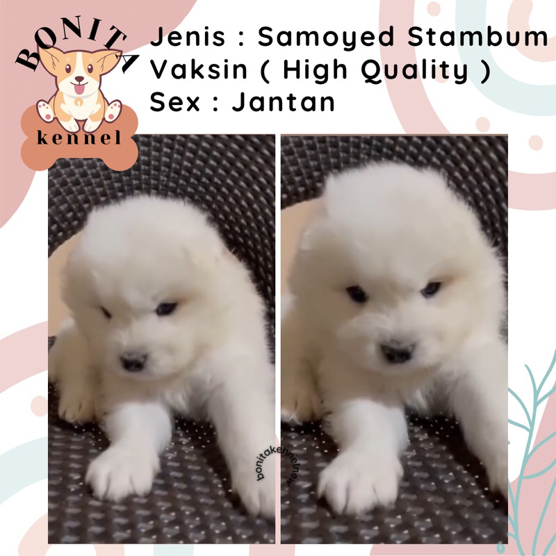 Samoyed Stambum Anak Anjing Samoyed Jantan Betina