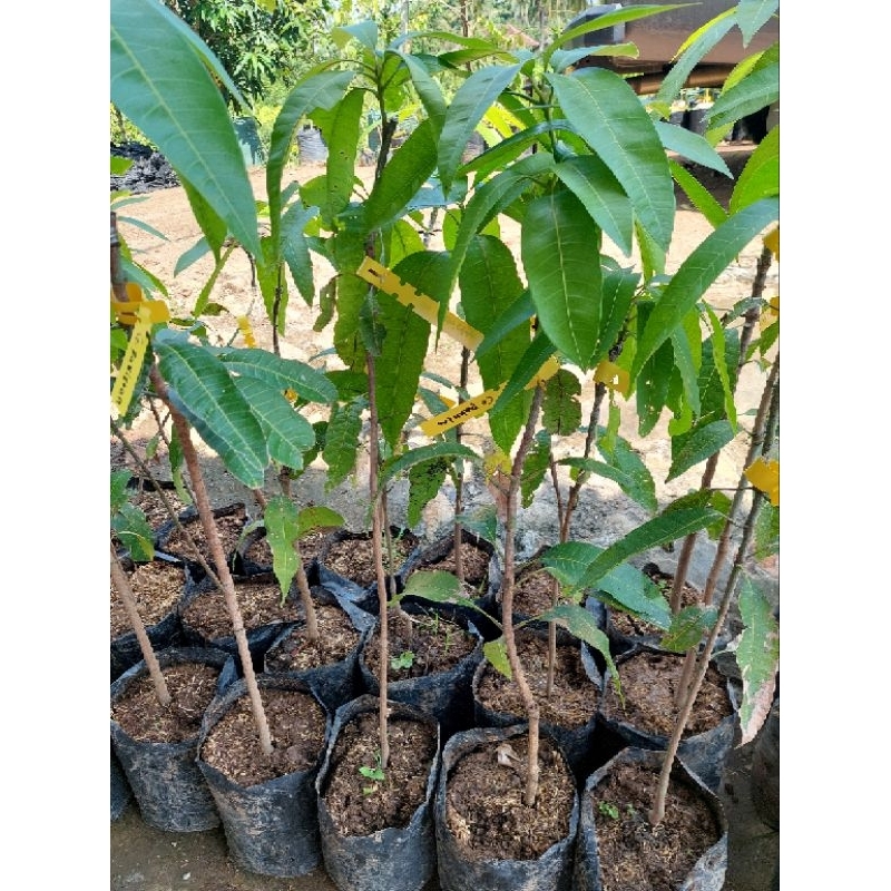 

MANGGA COCONUT PAKISTAN