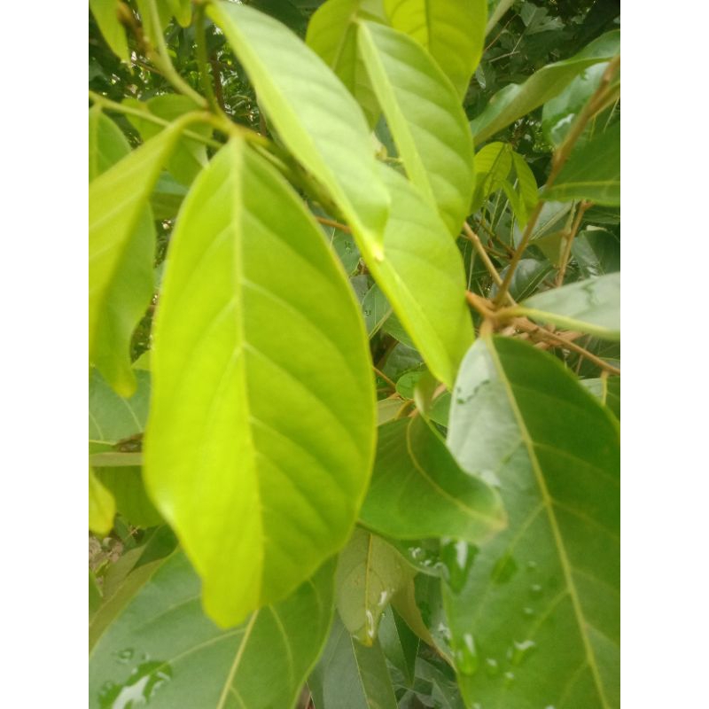 

daun rambutan segar hijau