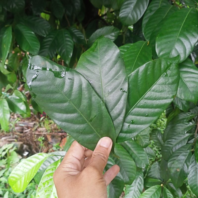 

Daun pala segar 100 lembar