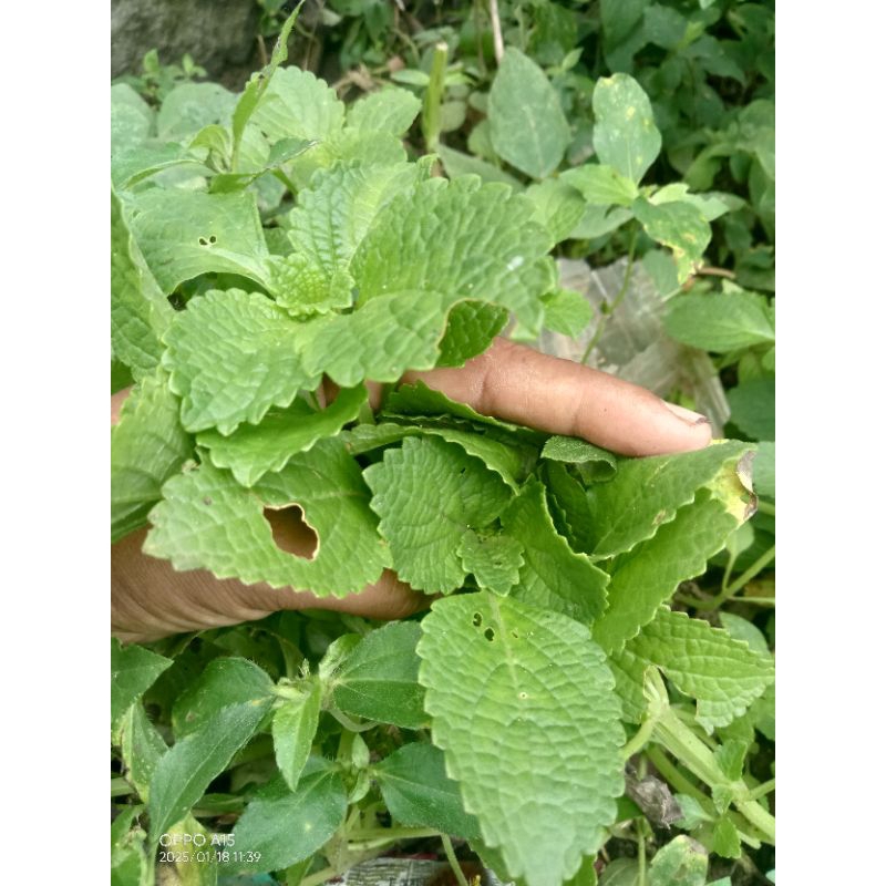 bibit daun kentang hitam/ klici buat di tanam lagi 250gram