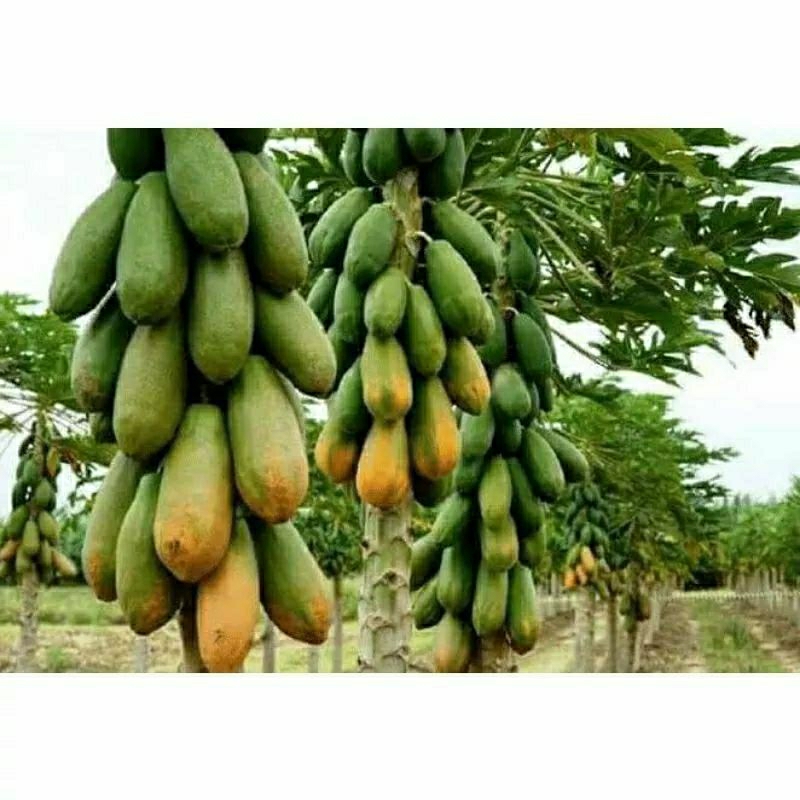 PROMO 100 BIJI BENIH PEPAYA CALIFORNIA SUPER MANIS