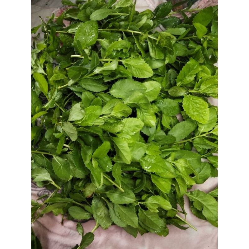 

Daun beluntas segar 500 gr