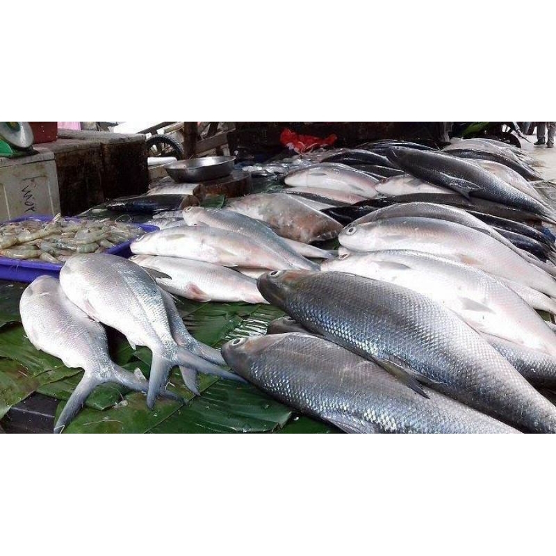 

Ikan Bandeng 1kg