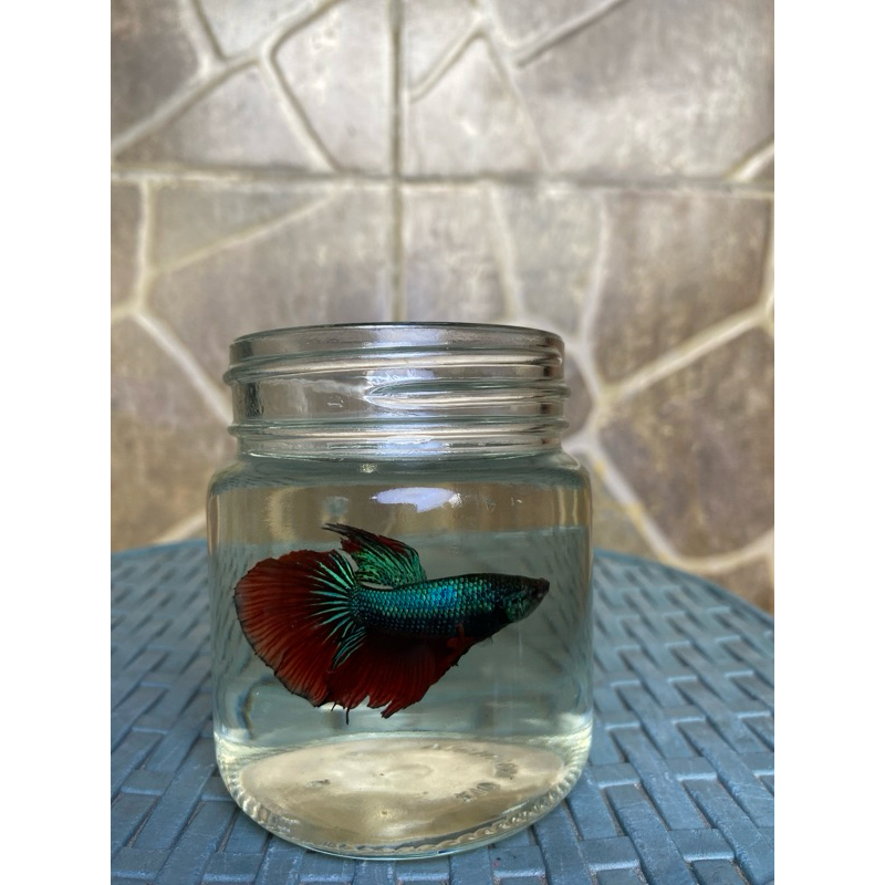 Ikan Cupang Halfmoon, ikan hias