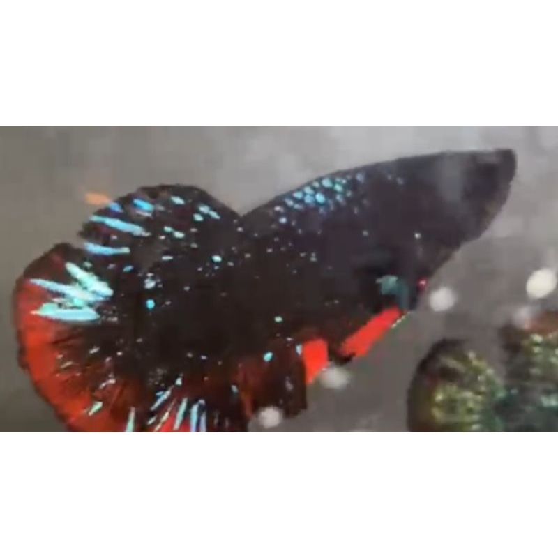 

CUPANG AVATAR NEBULUX