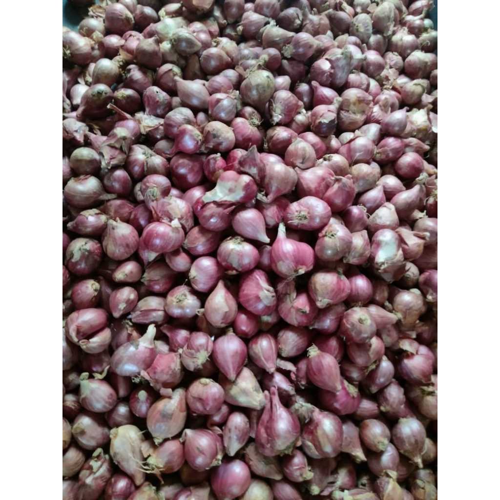 

BAWANG MERAH 1/2 KG