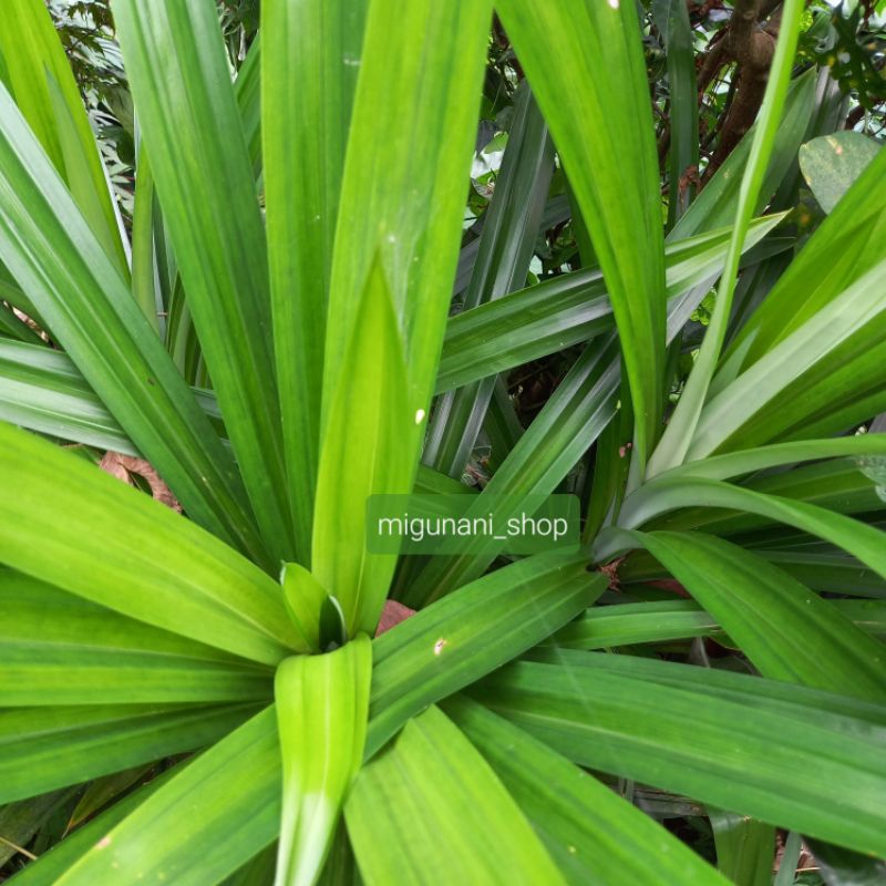 

daun pandan wangi fresh 2 lembar organik herbal/memasak