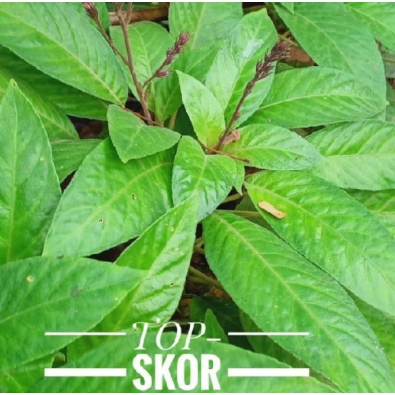 

LALAPAN KHAS SUNDA DAUN REUNDEU 250GRAM