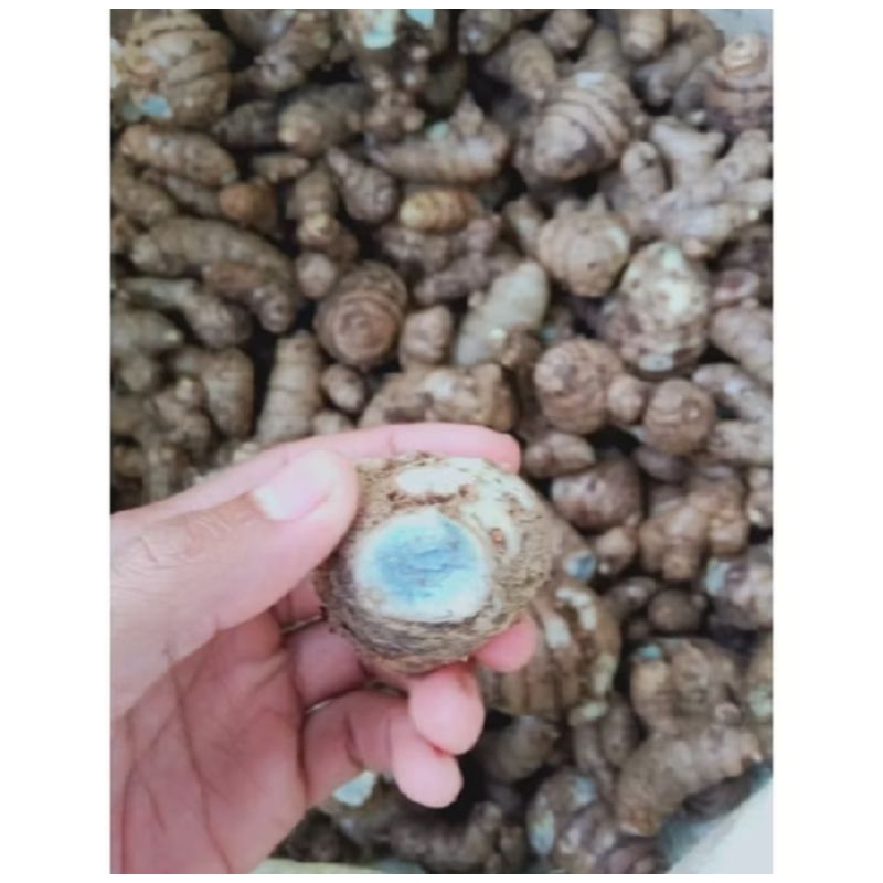 

TEMU HITAM TEMU IRENG SEGAR FRESH 1KG